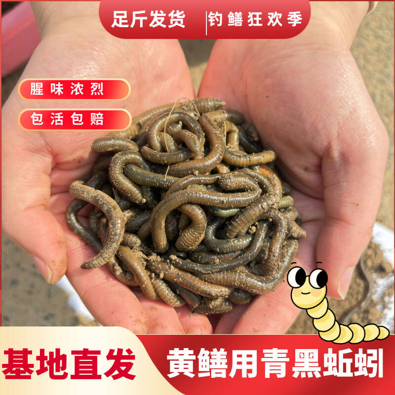 包活到家现挖现发湖北青蚯蚓鲜活黑蚯蚓钓黄鳝野生臭蚯蚓钓鱼活饵