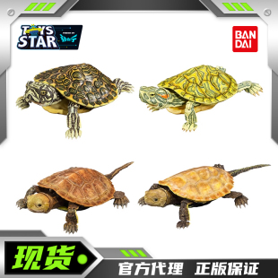 迅合行 万代扭蛋 生物大图鉴 龟摆件 第2弹 红耳龟 锦龟 火焰龟