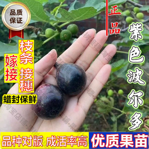 嫁接接穗枝条码子芽紫色波尔多无花果树苗阳台盆栽耐寒小波无花果