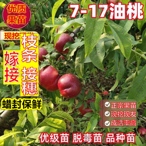 嫁接接穗枝条码子芽嫁接中油7-17油桃苗早熟黄肉油桃树苗脆甜果苗