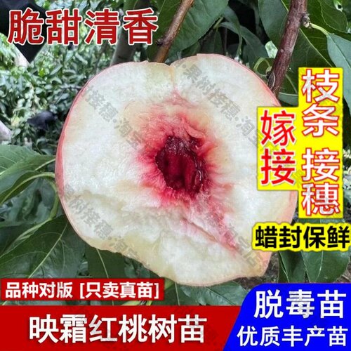 嫁接接穗枝条码子芽嫁接映霜红桃树苗晚熟11月成熟脆甜冬桃苗盆栽