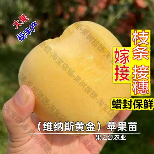 嫁接接穗枝条码子芽嫁接黄金维纳斯苹果树苗大果脆甜苹果苗包对版