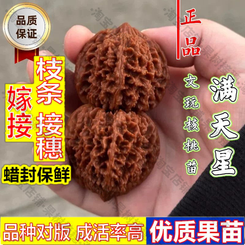 嫁接接穗枝条码子芽嫁接满天星文玩核桃树苗盆地栽百花山狮子头麻