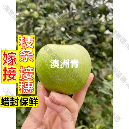 嫁接接穗枝条码子芽果树苗青苹果树苗嫁接苹果树苗澳洲青苹果苗南