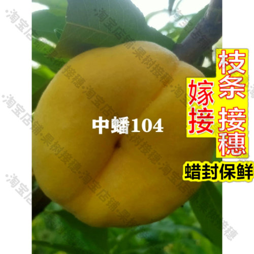 嫁接接穗枝条码子芽中蟠104号桃树苗嫁接新品种黄肉黄金蟠桃苗晚