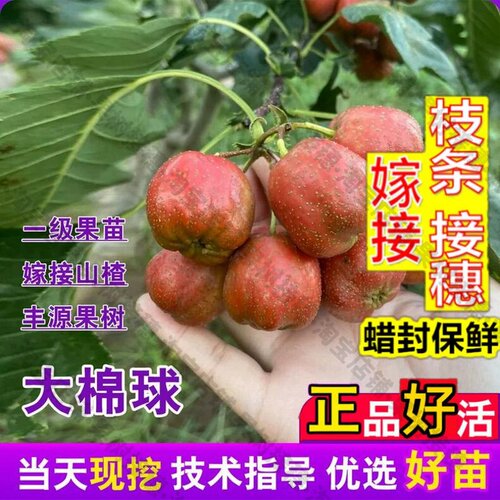 嫁接接穗枝条码子芽嫁接早熟山楂树活苗大棉球山楂苗特大庭院盆栽