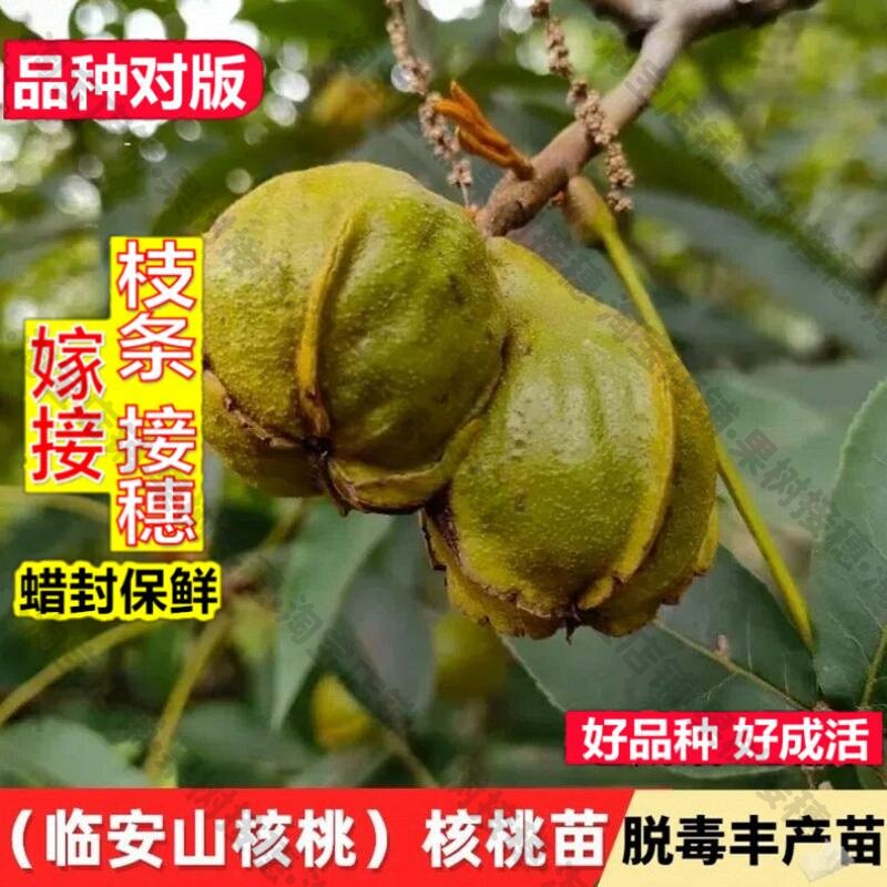 嫁接接穗枝条码子芽临安山核桃苗南北方庭院地栽种植盆栽嫁接核桃