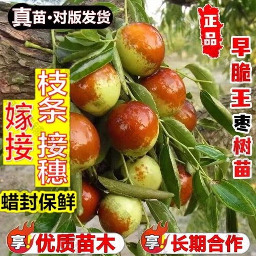 嫁接接穗枝条码子芽嫁接早脆王枣树活苗早熟冬枣苗树南方北方庭院