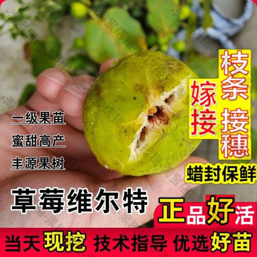 嫁接接穗枝条码子芽草莓维尔特无花果苗大果糖心耐寒无花果苗盆栽