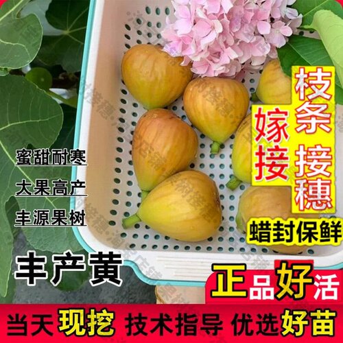 嫁接接穗枝条码子芽大果砂糖无花果树苗阳台室内盆栽矮化庭院丰产