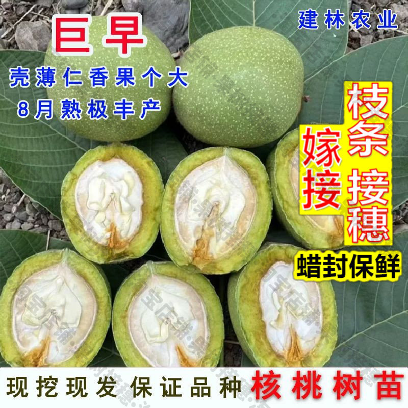 嫁接接穗枝条码子芽巨早核桃树苗新品种大果型纸皮薄皮核桃苗南北图片