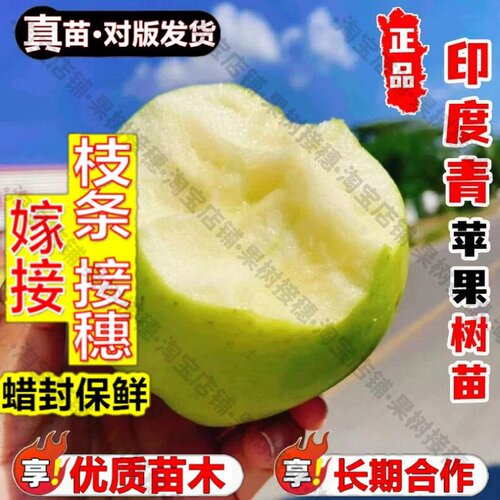 嫁接接穗枝条码子芽嫁接印度青苹果树果苗晚熟脆甜青苹果树苗南方