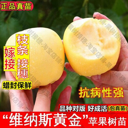 嫁接接穗枝条码子芽嫁接维纳斯黄金苹果树苗奶油金帅苹果苗耐寒北