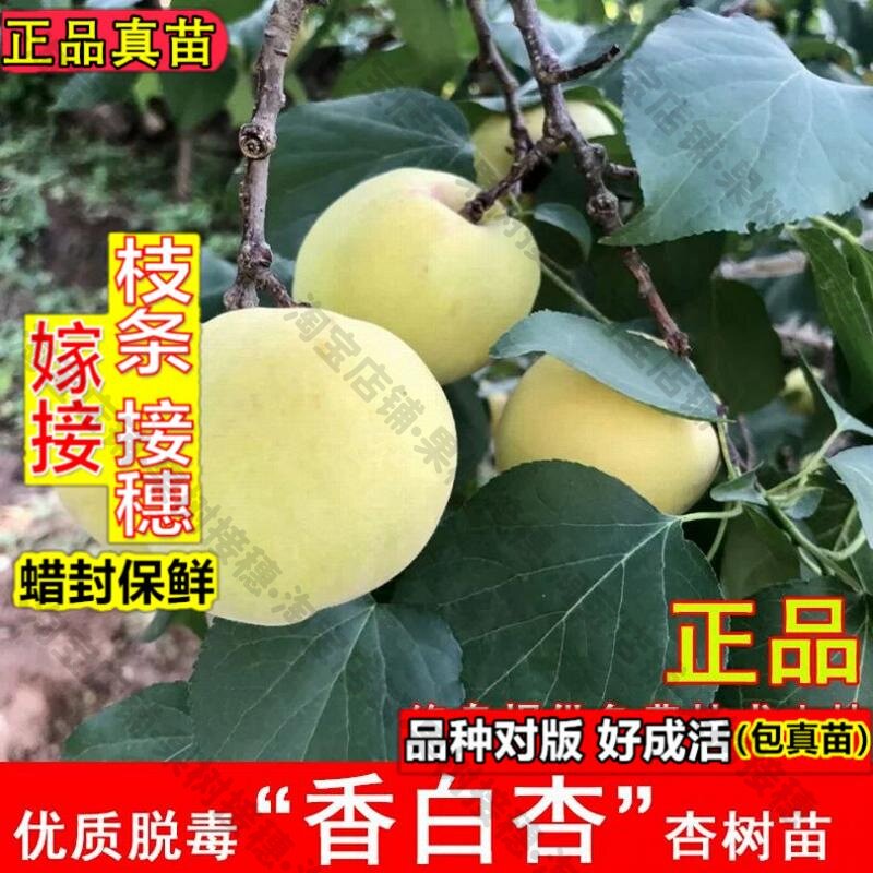 嫁接接穗枝条码子芽嫁接香白杏树苗河北大香杏大白杏苗耐寒北方南