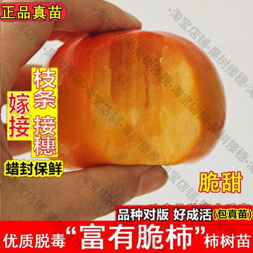 嫁接接穗枝条码子芽日本富有柿子树苗脆甜无核甜柿子苗南方北方庭