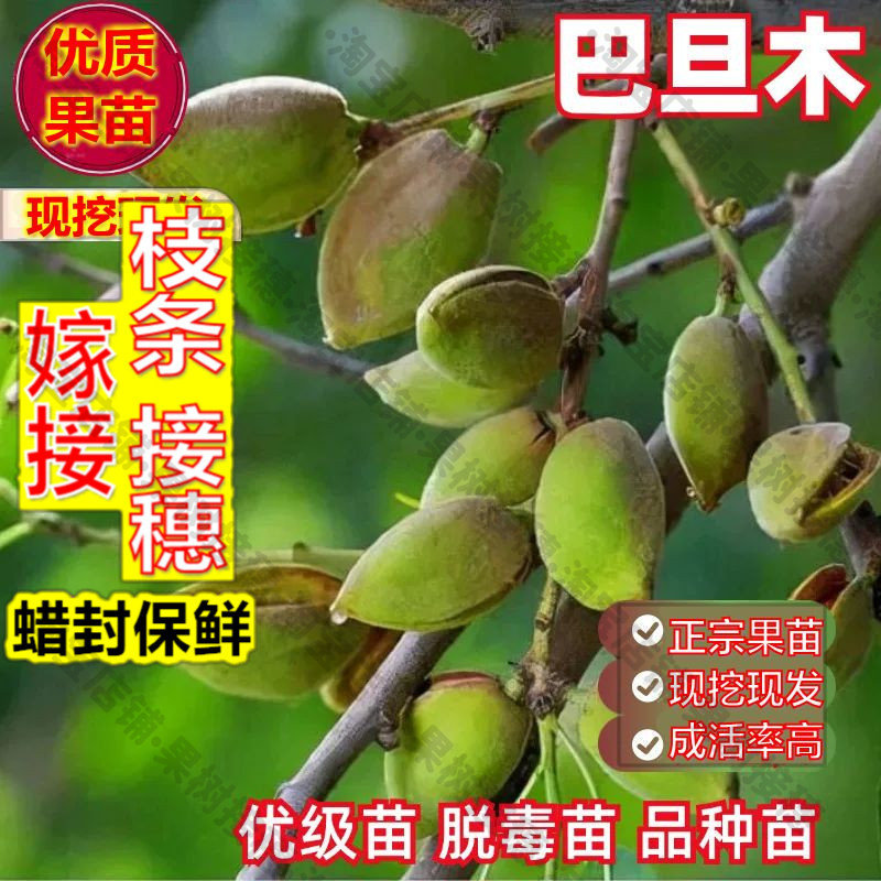 嫁接接穗枝条码子芽薄皮巴旦木树苗美国大杏仁树苗扁桃仁坚果核桃图片