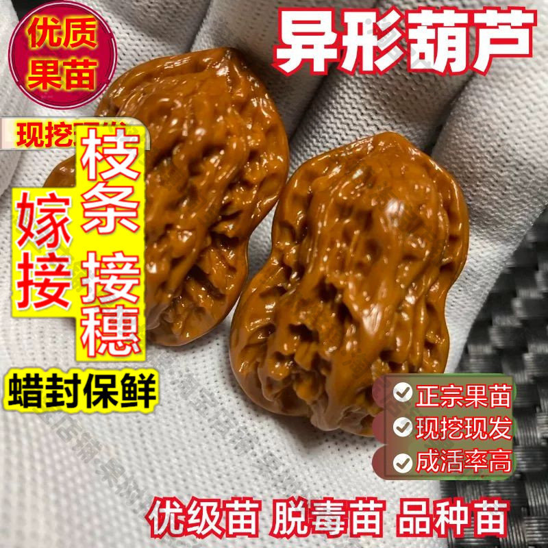 嫁接接穗枝条码子芽异形葫芦文玩核桃苗树小鸟花生麻核桃苗盆栽南