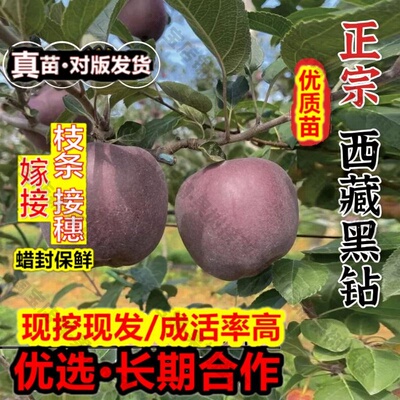 嫁接接穗枝条码子芽黑钻苹果树苗耐寒盆栽地栽特大脆甜耐寒黑卡苹