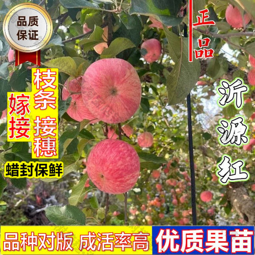 嫁接接穗枝条码子芽嫁接沂源红苹果树苗耐寒庭院盆地栽脆甜苹果苗