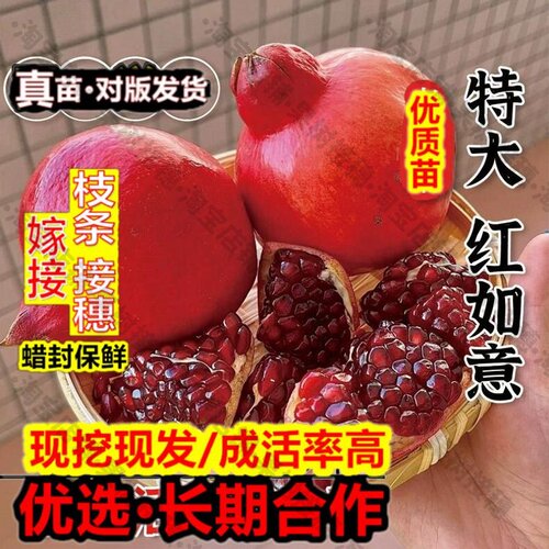 嫁接接穗枝条码子芽特大红如意软籽石榴树苗盆栽庭院地栽甜石榴苗