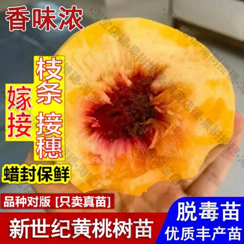 嫁接接穗枝条码子芽嫁接新世纪黄桃树苗晚熟脆甜黄桃苗9月成熟盆