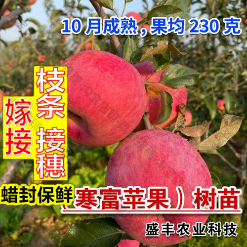 嫁接接穗枝条码子芽嫁接东北抗冻寒富苹果树苗矮化盆栽庭院耐寒脆