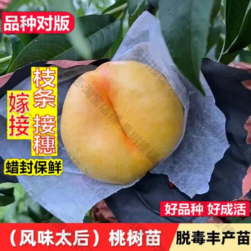 嫁接接穗枝条码子芽嫁接风味太后油蟠桃苗黄金蟠桃树苗南方北方庭