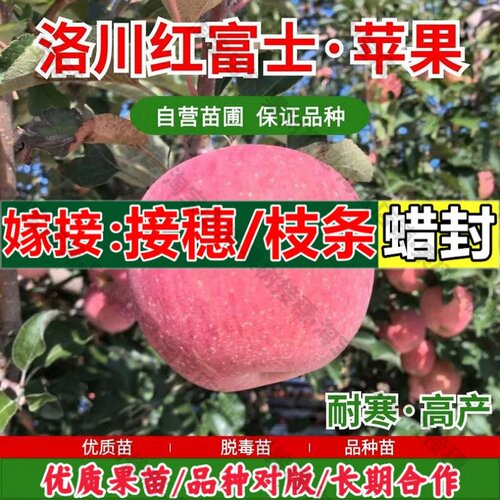 嫁接接穗枝条码子芽陕西洛川红富士苹果树果苗矮化盆栽庭院地栽耐