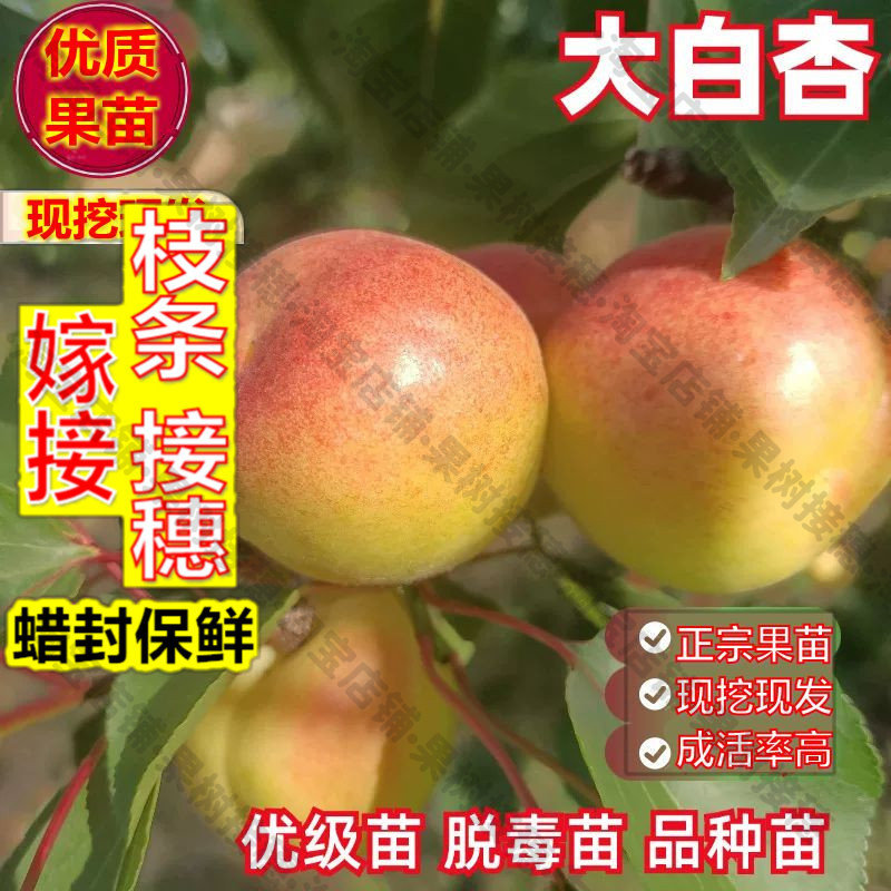 嫁接接穗枝条码子芽嫁接新疆大白杏树苗早熟甜核脆甜杏子苗庭院盆