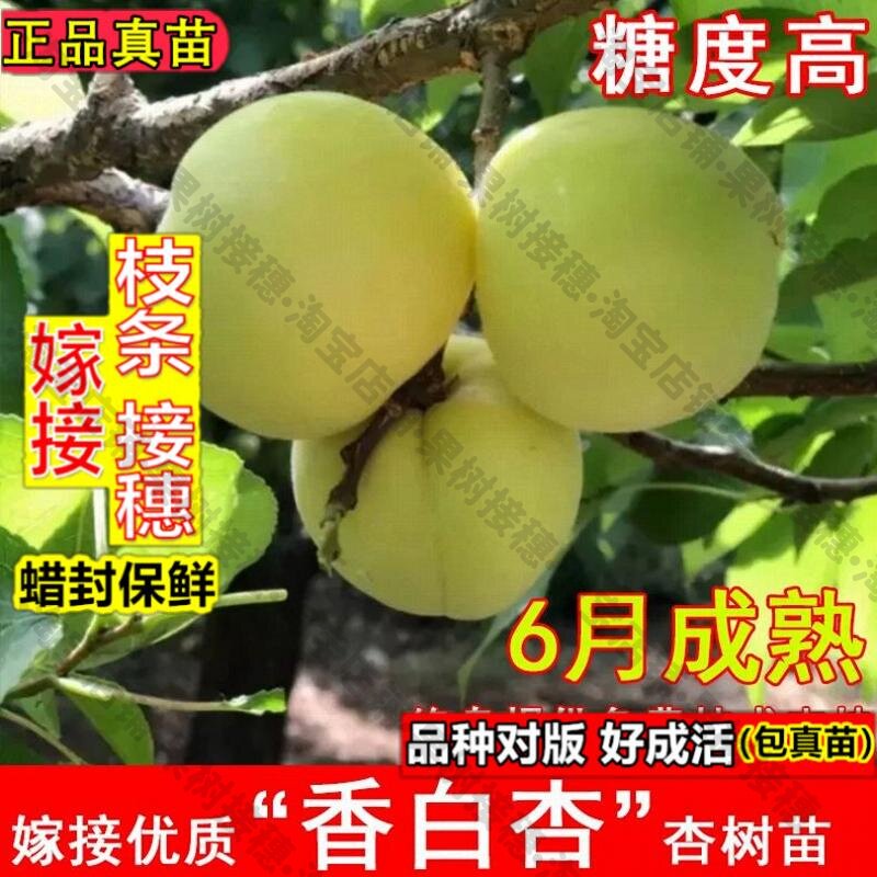 嫁接接穗枝条码子芽嫁接香白杏树苗河北大香杏大白杏苗耐寒北方南