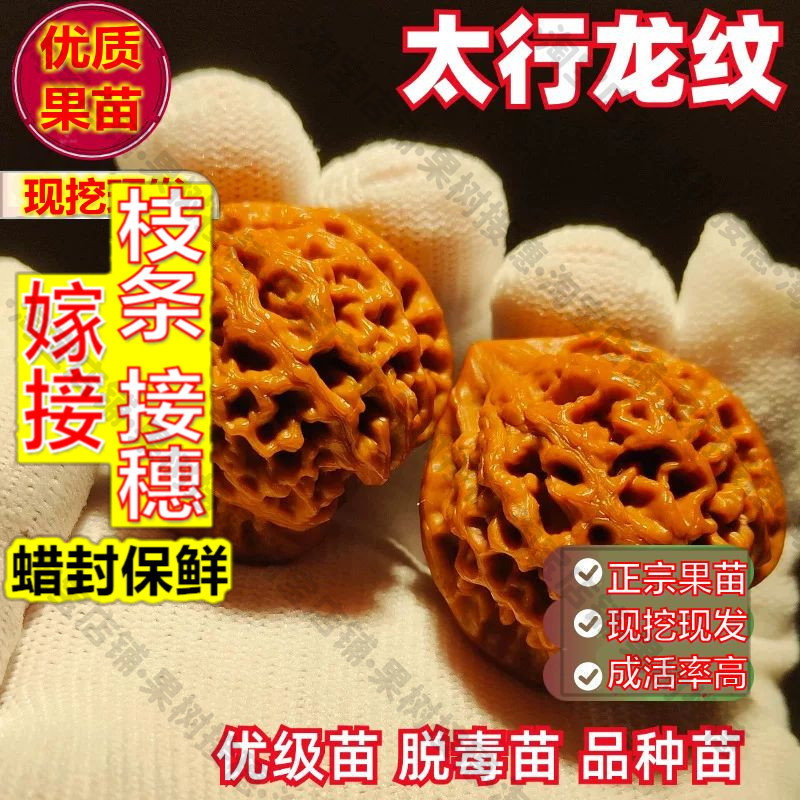 嫁接接穗枝条码子芽太行龙纹文玩核桃树苗麒麟纹官帽狮子头核桃苗
