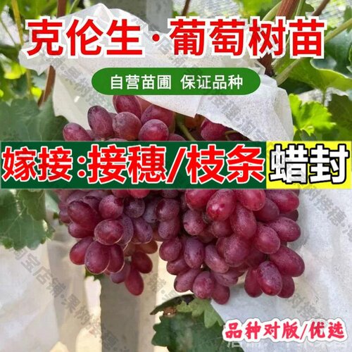 嫁接接穗枝条码子芽嫁接克伦生无籽红提葡萄树苗爬藤葡萄树果苗南