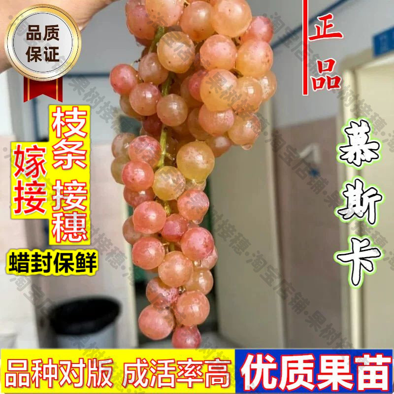 嫁接接穗枝条码子芽智利香水慕美人白葡萄树苖盆栽爬藤酿酒慕斯卡