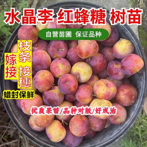 嫁接接穗枝条码子芽水晶李子树苗嫁接特大脱骨甜脆西施李红蜂糖李