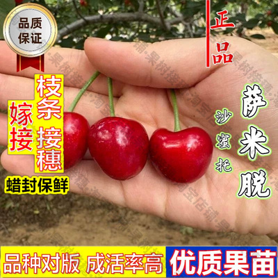 嫁接接穗枝条码子芽嫁接萨米脱樱桃树苗耐寒矮化沙蜜托樱桃树苖南