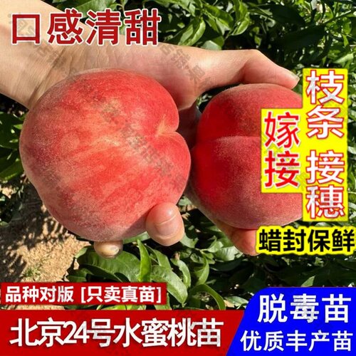 嫁接接穗枝条码子芽嫁接北京24号水蜜桃树果苗晚熟京艳水蜜桃苗品