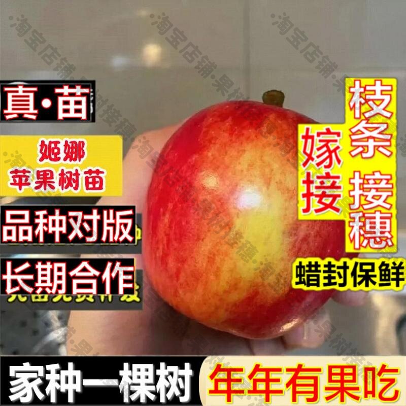 嫁接接穗枝条码子芽新西兰姬娜果苗嫁接加力果苹果树苗南方北方庭图片