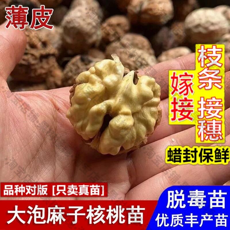 嫁接接穗枝条码子芽云南漾濞大泡麻子核桃树苗纸皮麻子核桃苗盆栽图片