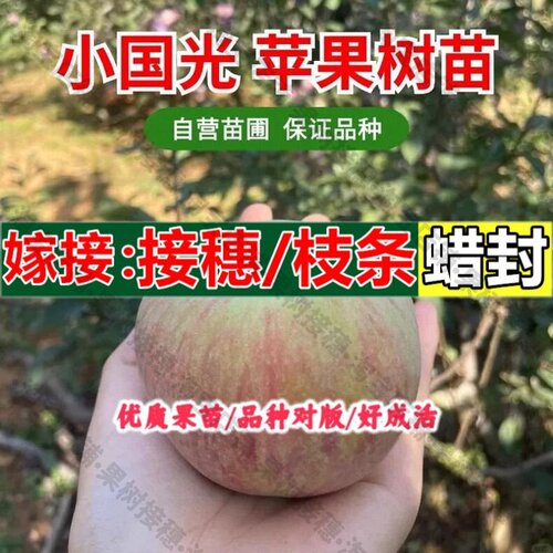 嫁接接穗枝条码子芽老品种苹果树苗盆栽庭院地栽小国光苹果树苗南
