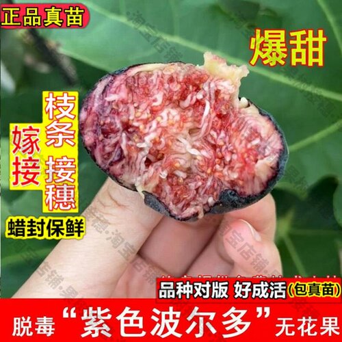 嫁接接穗枝条码子芽紫色波尔多无花果苗波姬红树苗地栽盆栽北方南