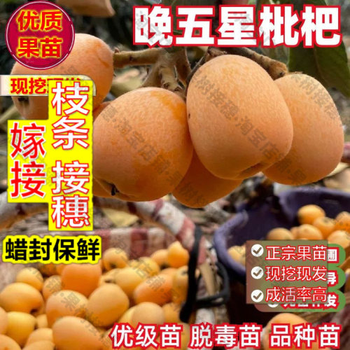 嫁接接穗枝条码子芽晚五星枇杷树苗嫁接红灯笼枇杷苗盆地栽南方北