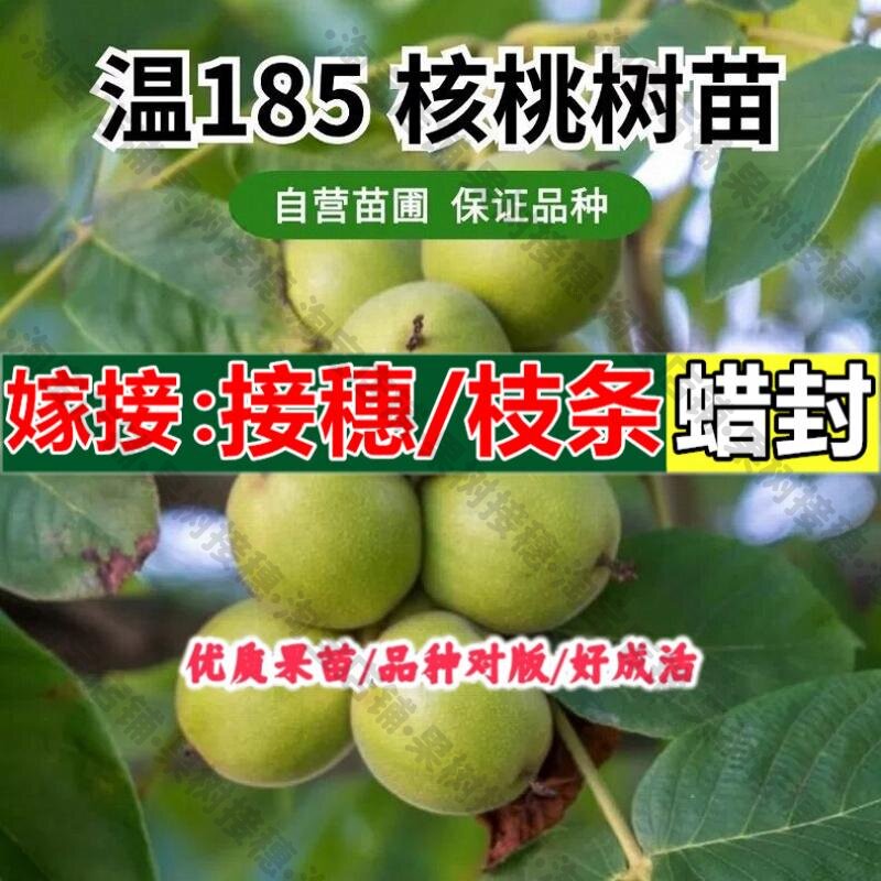 嫁接接穗枝条码子芽纸皮核桃苗温185薄皮核桃树苗嫁接特大南北方图片