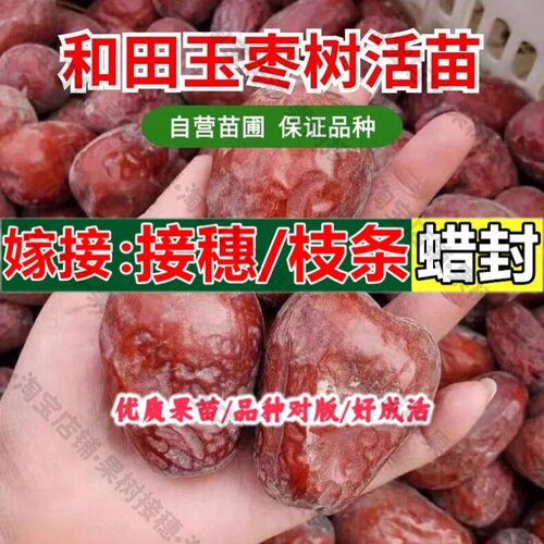 嫁接接穗枝条码子芽新疆和田玉枣树活苗嫁接特大红枣骏枣树苗盆栽