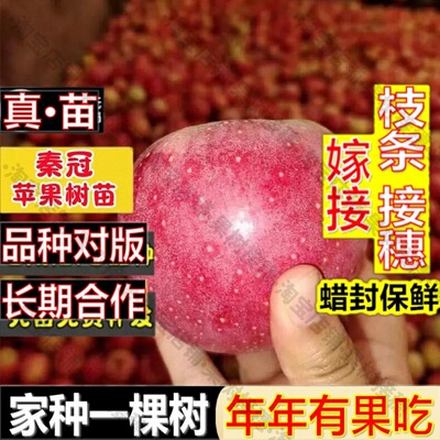 嫁接接穗枝条码子芽嫁接晚熟秦冠苹果树苗老品种粉面苹果苗盆栽地