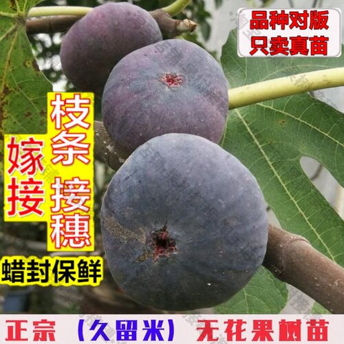 嫁接接穗枝条码子芽久留米无花果树苗紫色96米无花果苗阳台盆栽庭