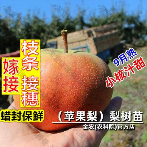 嫁接接穗枝条码子芽嫁接苹果梨树树苗冻梨苗嫁接脆甜晚熟香酥梨树
