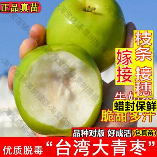 嫁接接穗枝条码子芽大青枣苗台湾大青枣树苗牛奶枣蜜丝枣树活苗北