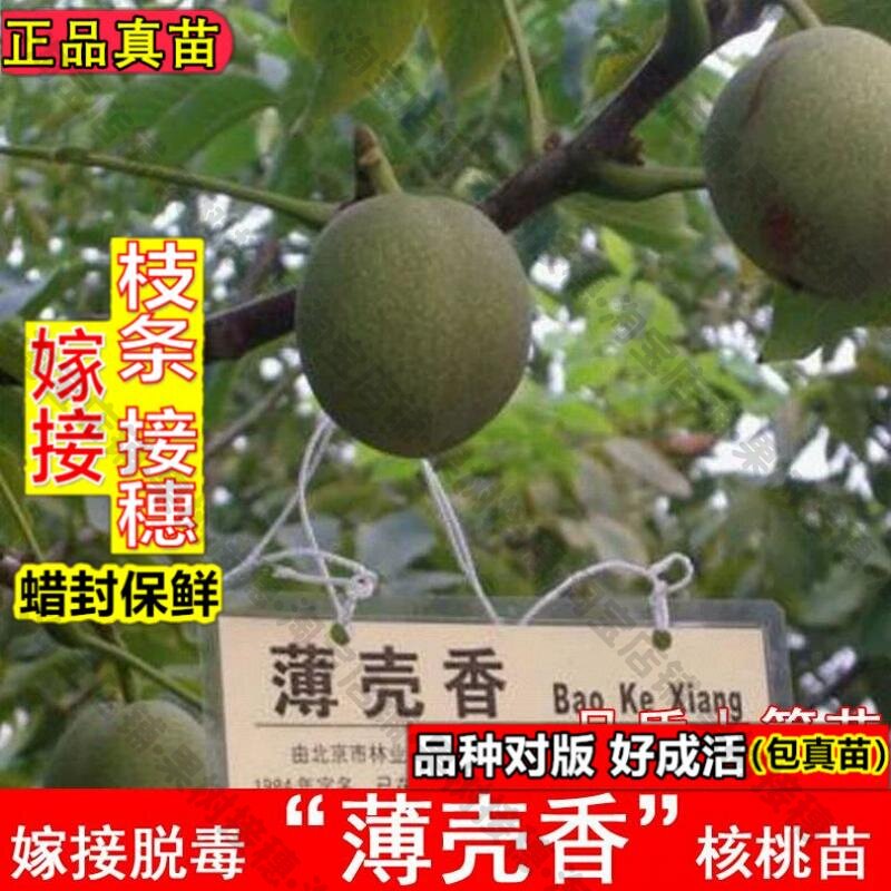 嫁接接穗枝条码子芽清香薄壳核桃树苗薄皮纸皮核桃苗南方北方盆栽图片