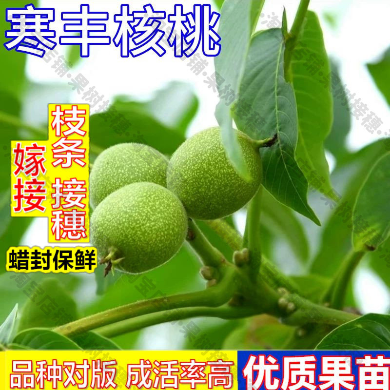 嫁接接穗枝条码子芽寒丰核桃树果苗南方北方种植薄皮核桃苗矮化耐图片
