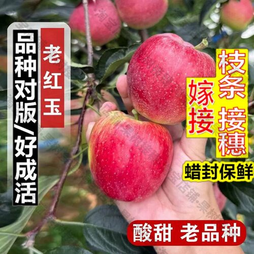嫁接接穗枝条码子芽东北老品种耐寒酸甜老红玉苹果苗矮化庭院嫁接